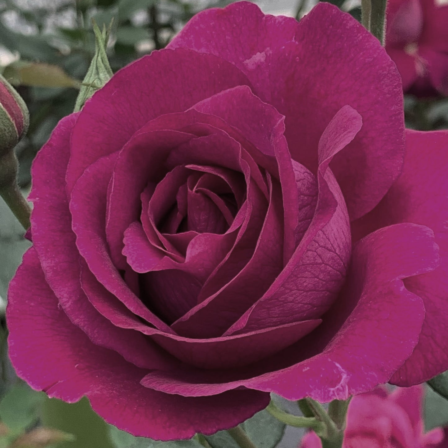 Rosa 'Purple Aura' FL - 3 gallon