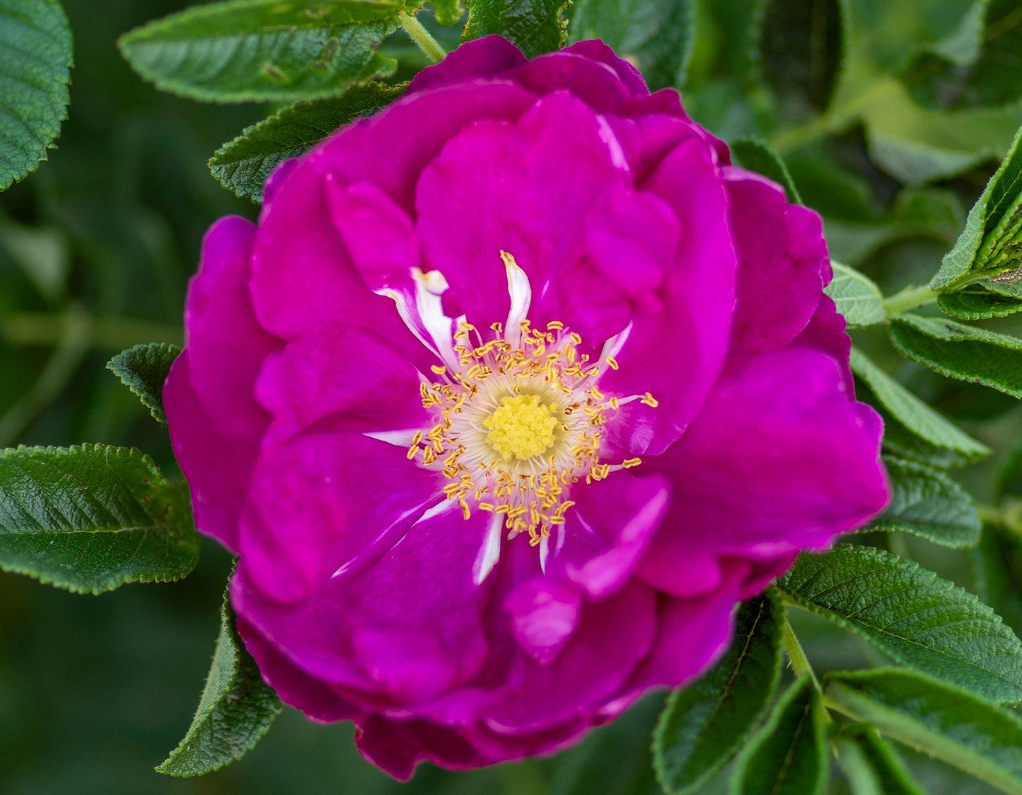 Purple Pavement Shrub Rose #3
