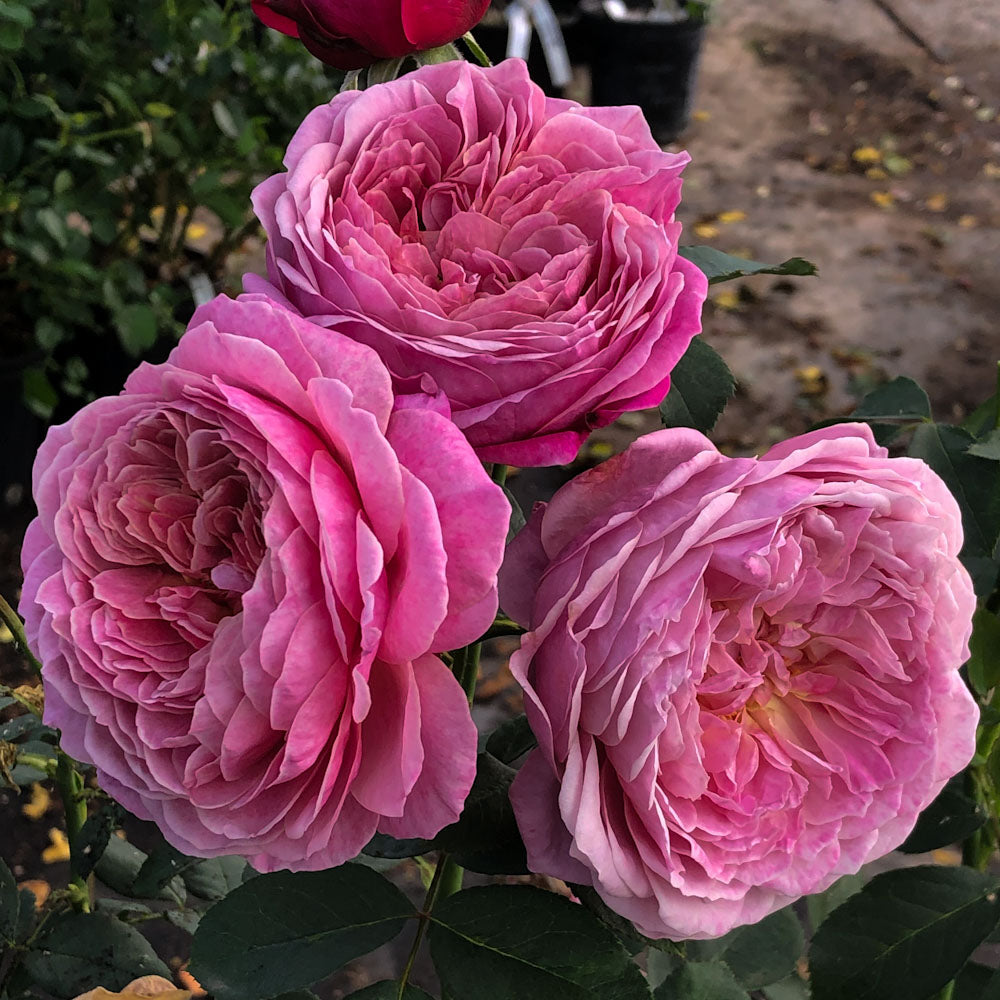 Queen of Elegance™ Floribunda Rose #3