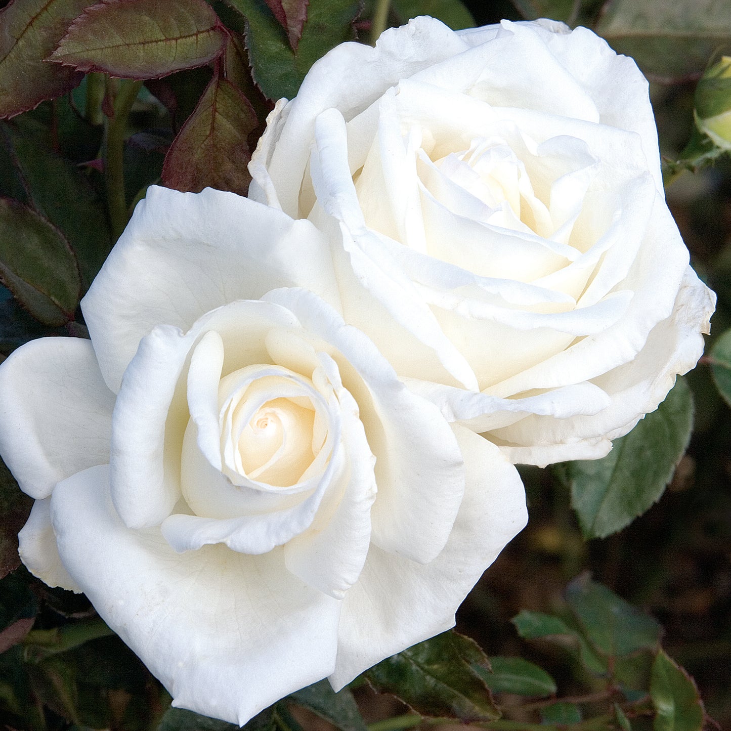 Rosa 'Queen Mary 2' HT - 3 gallon