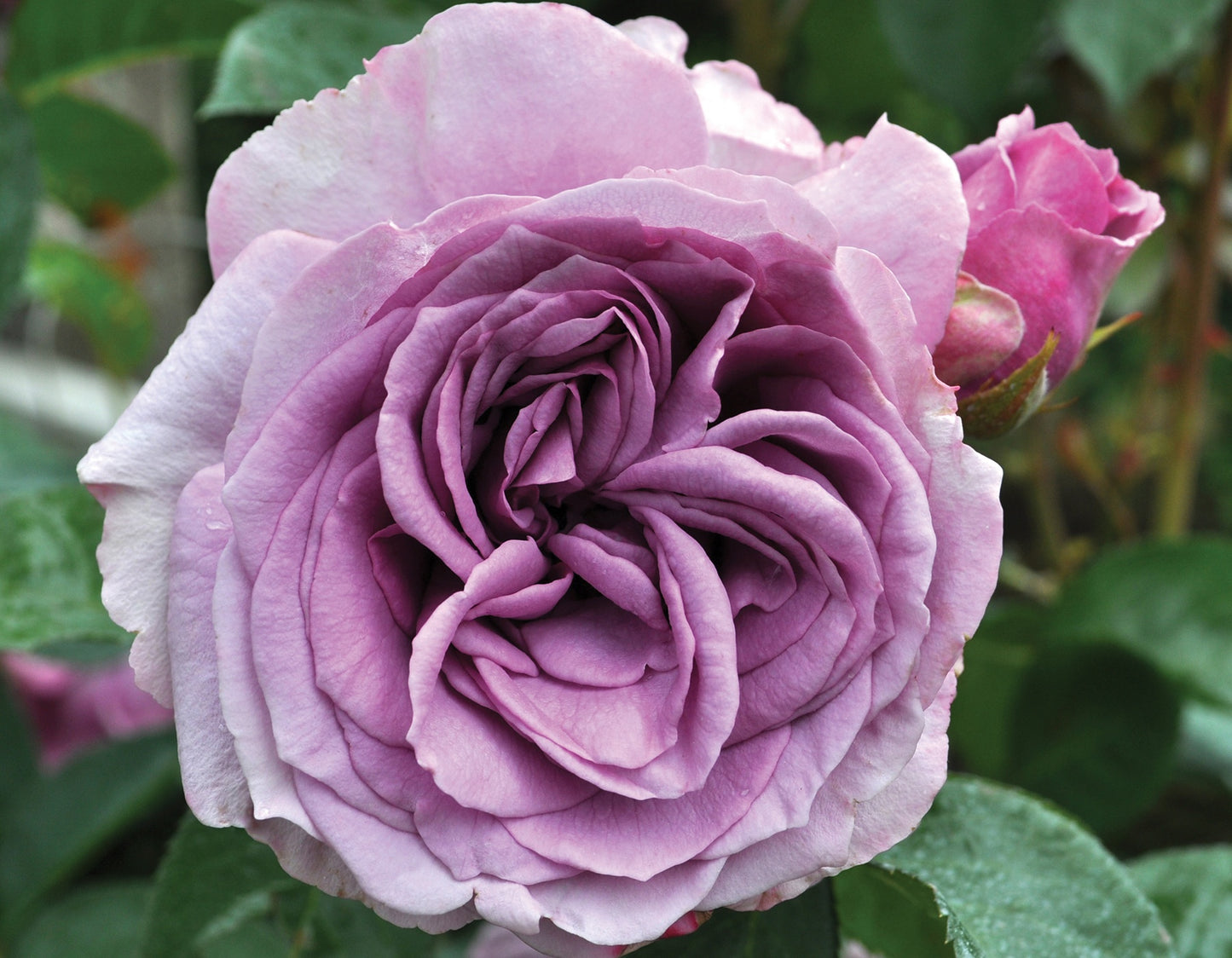 Arborose® Quicksilver™ Climbing Rose #3