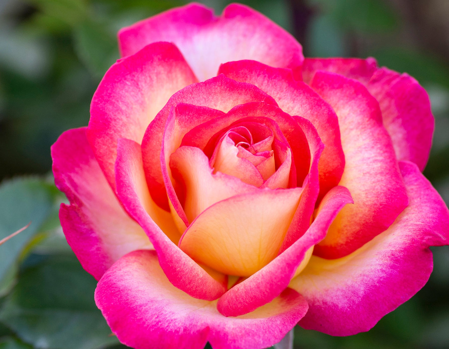 Rainbow Sorbet™ Floribunda Rose Patio Tree 24"