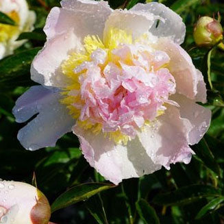 Paeonia 'Raspberry Sundae' - 2 gallon