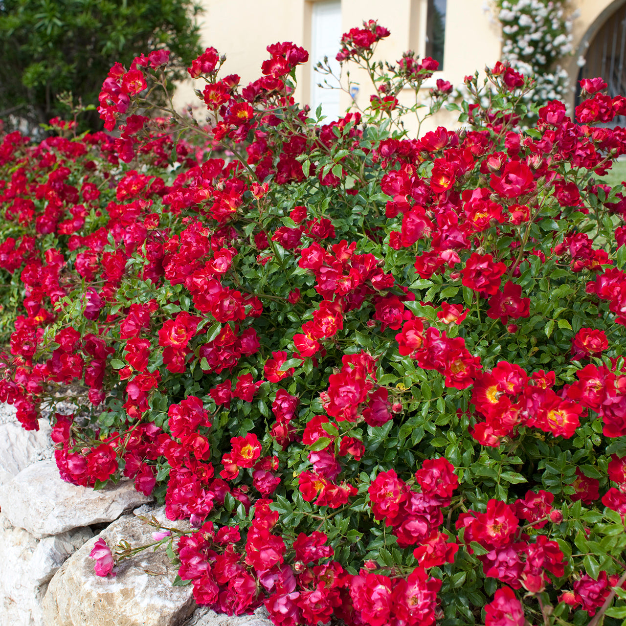 Rosa 'Red Drift' GC - 3 gallon