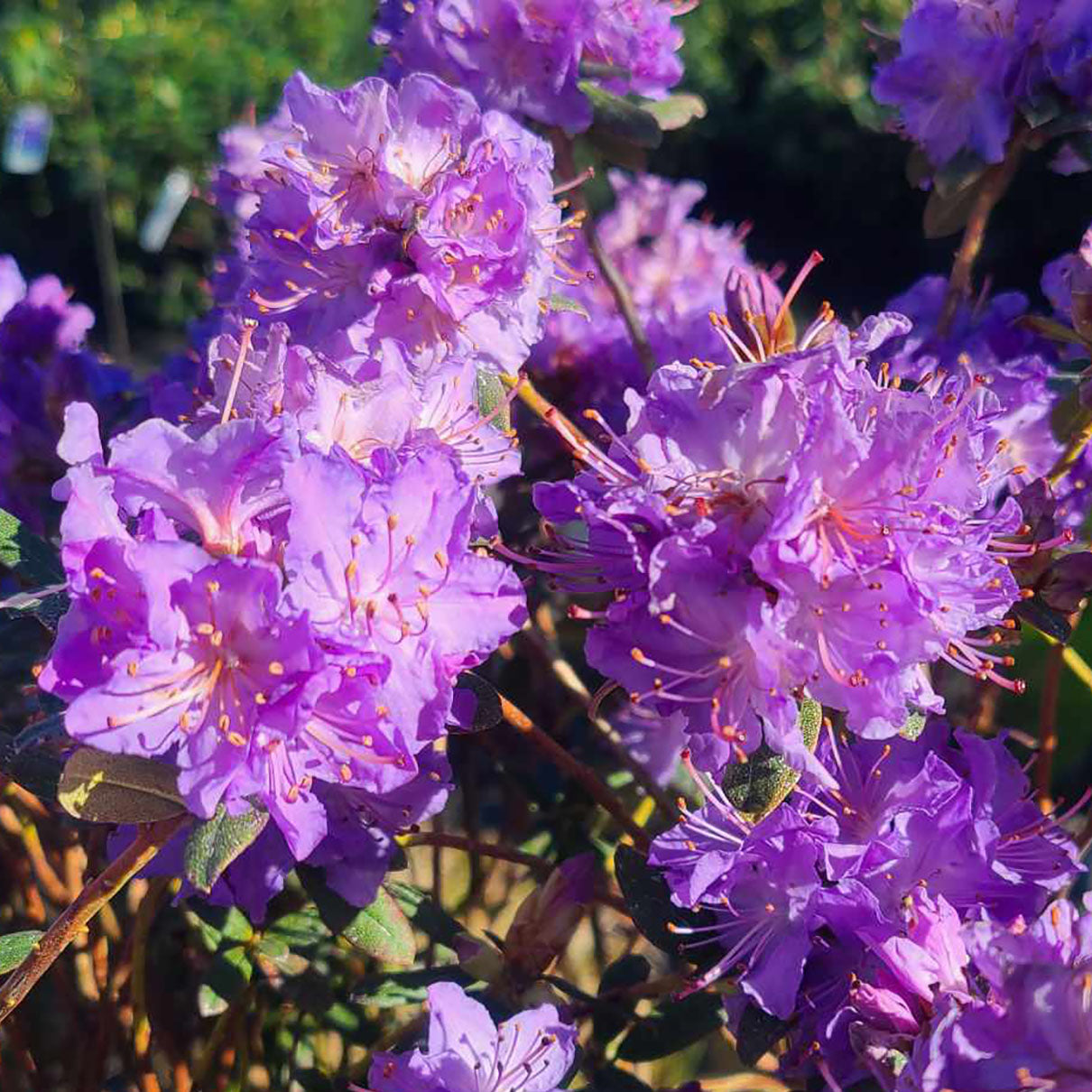 Rhododendron 'Blue Diamond' - 5 gallon