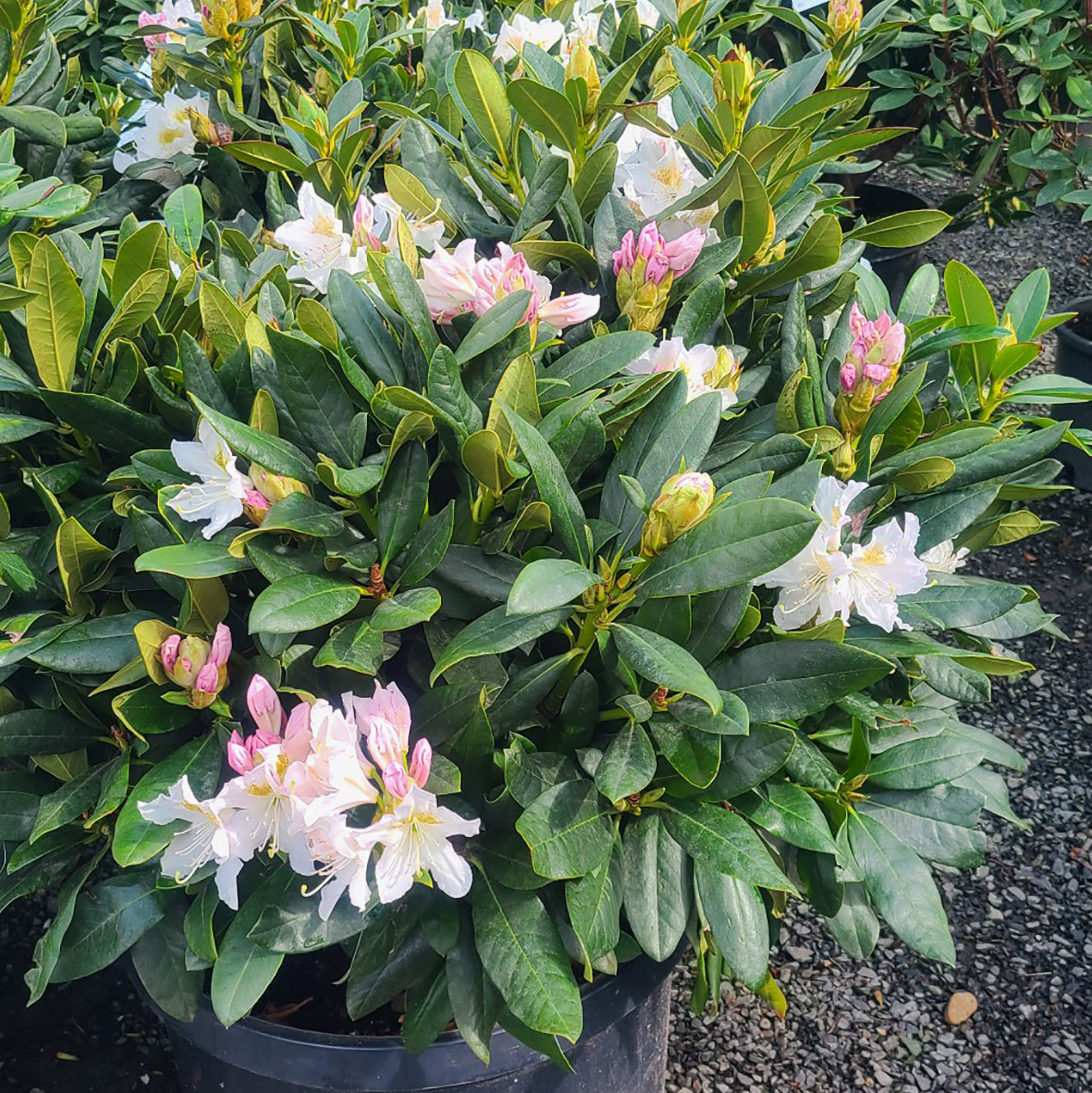Rhododendron 'Cunningham's White' - 2 gallon