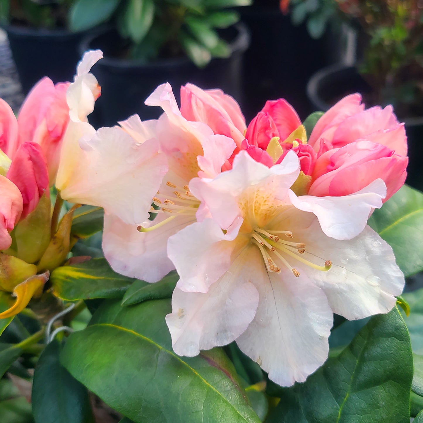 Rhododendron 'Holden's Peach' - 2 gallon