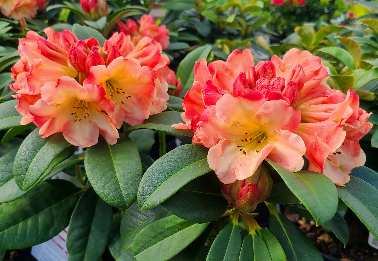 Rhododendron 'Honey Butter' - 2 gallon