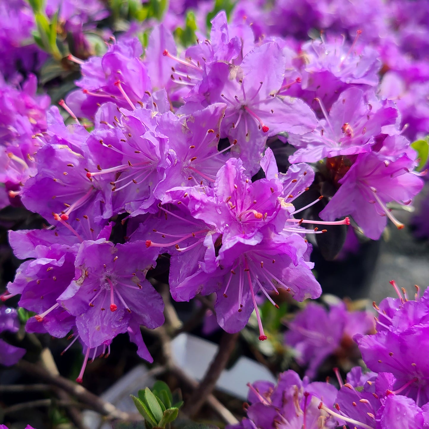 Rhododendron 'Ramapo' - 5 gallon