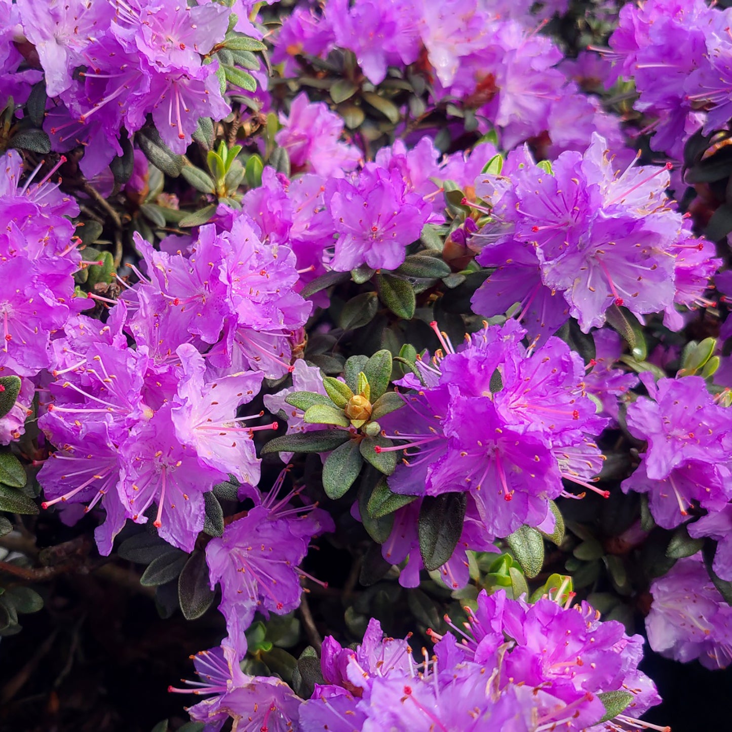 Rhododendron 'Ramapo' - 1 gallon