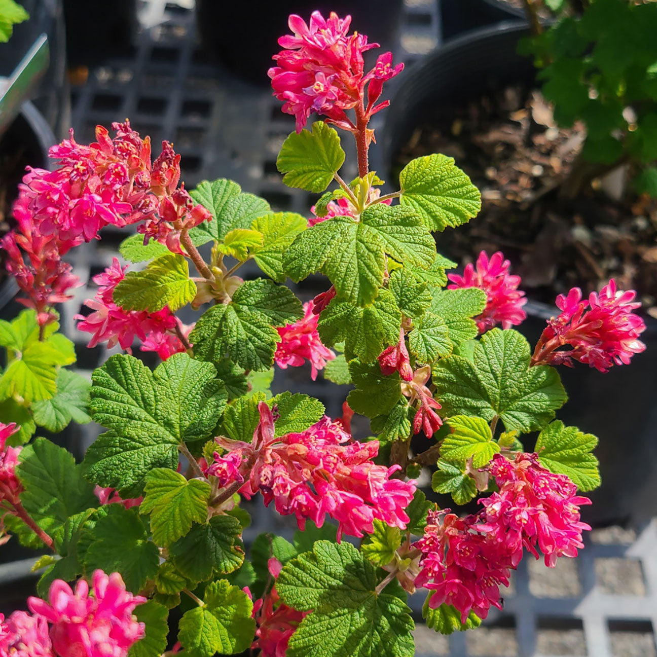 Ribes 'King Edward VII' - 5 gallon