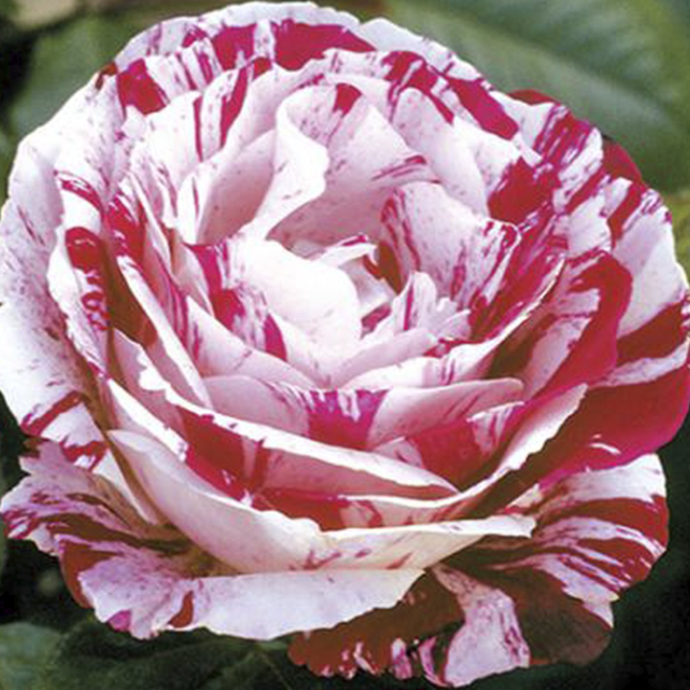 Scentimental™ Floribunda Rose Patio Tree 24"