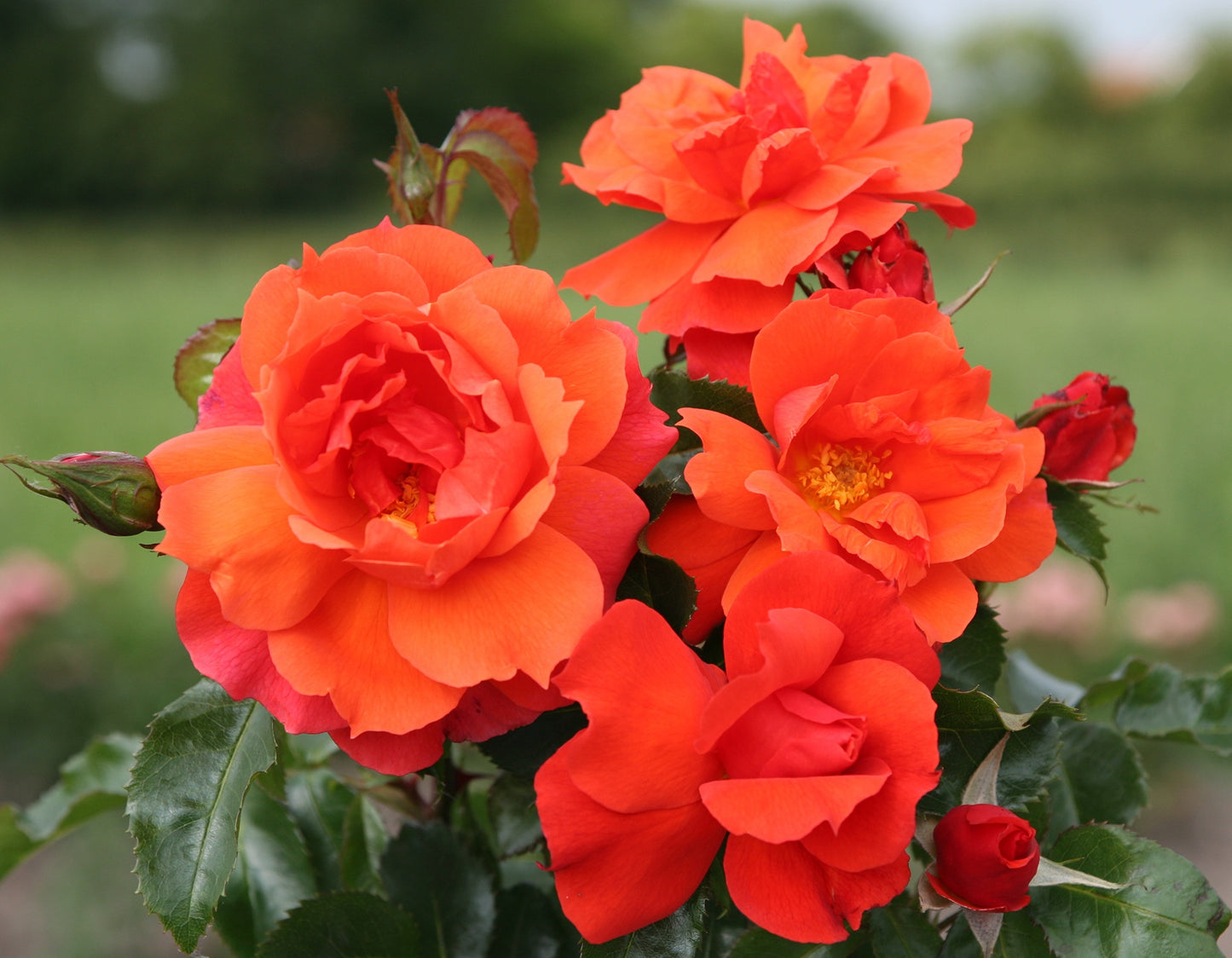 Sunbelt® Sierra Lady™ Floribunda Rose #3