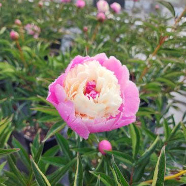 Paeonia 'Sorbet' - 2 gallon