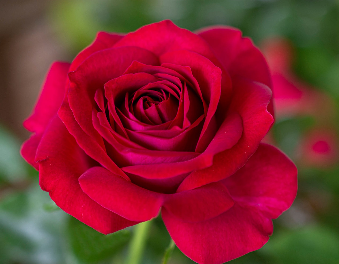 Stiletto™ Hybrid Tea Rose #3