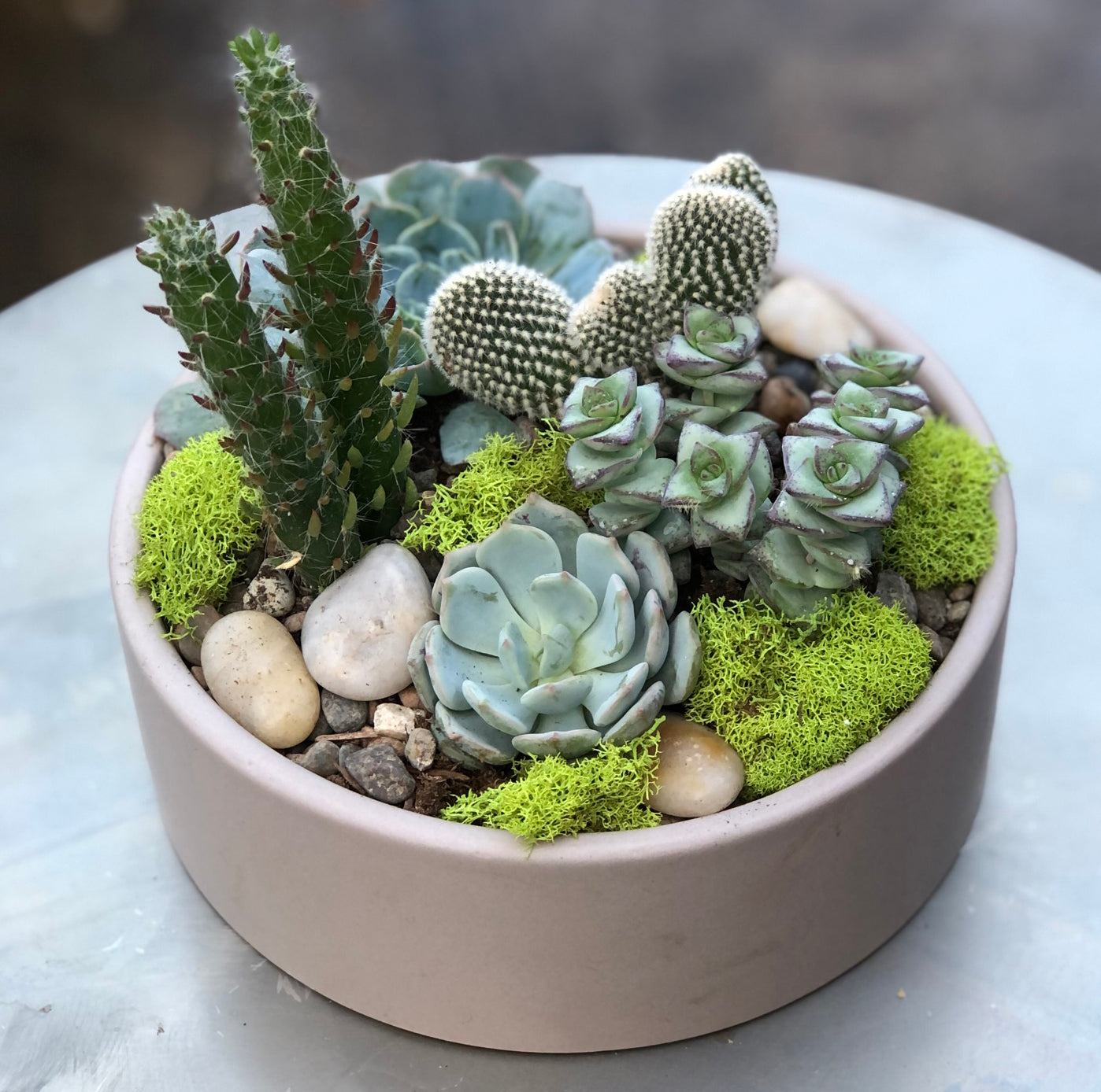 Succulent Planter Workshop - Sept 16th, 10AM