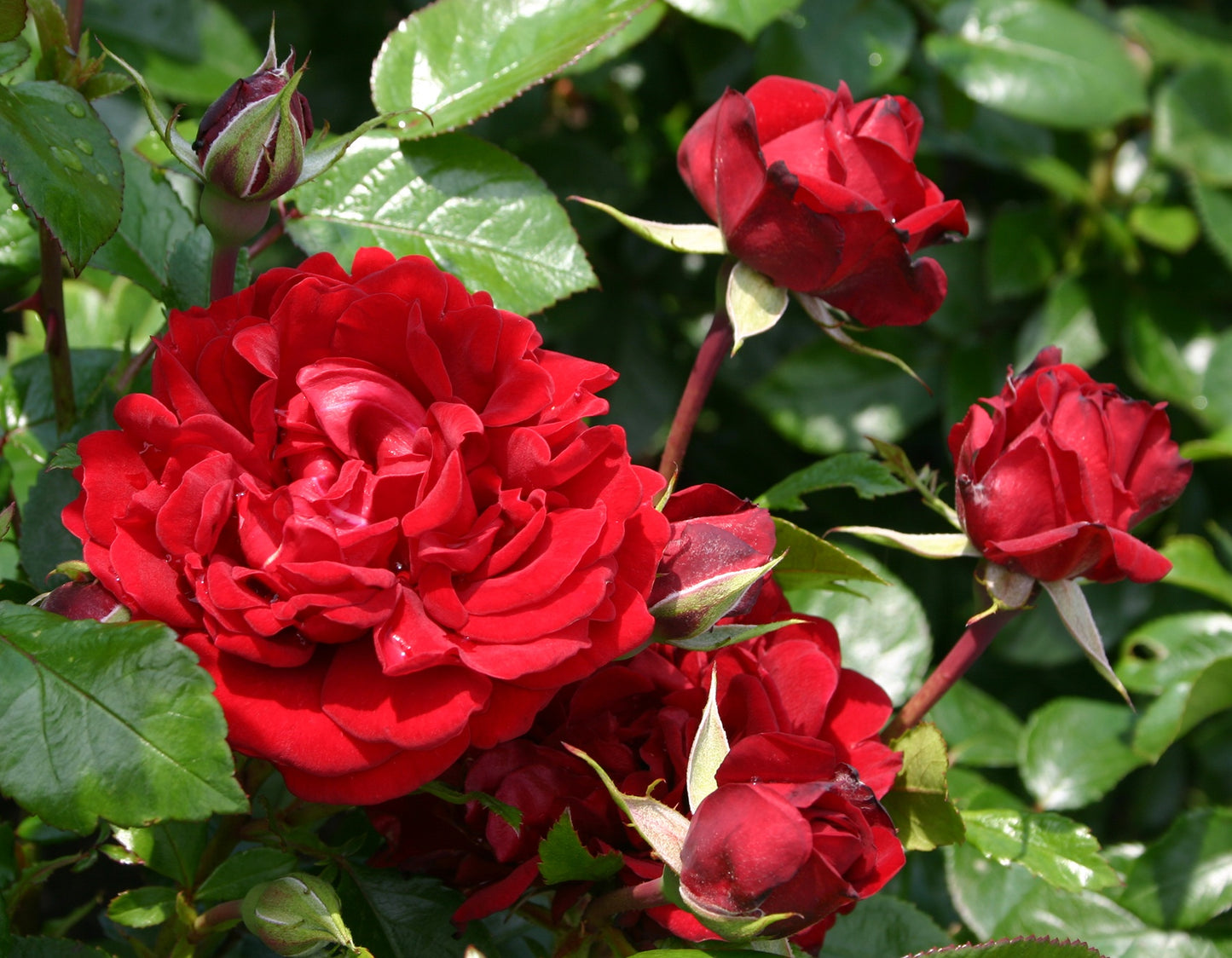 Sunbelt® Desmond Tutu™ Floribunda Rose #3