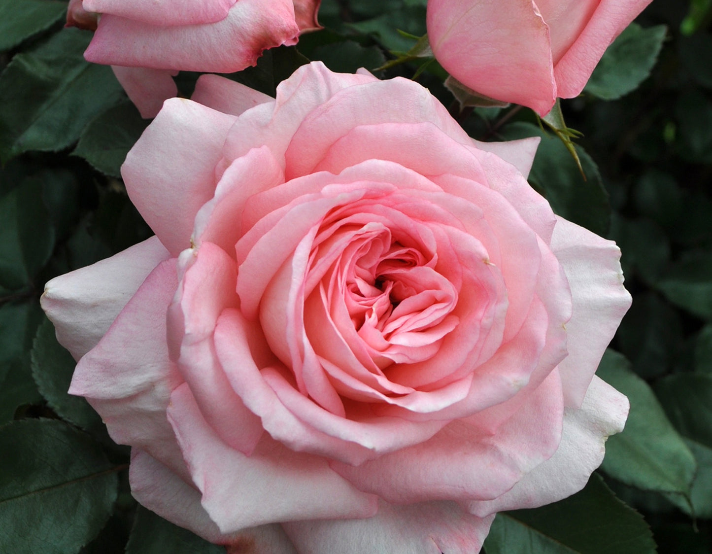 Sunbelt® Savannah™ Hybrid Tea Rose #3