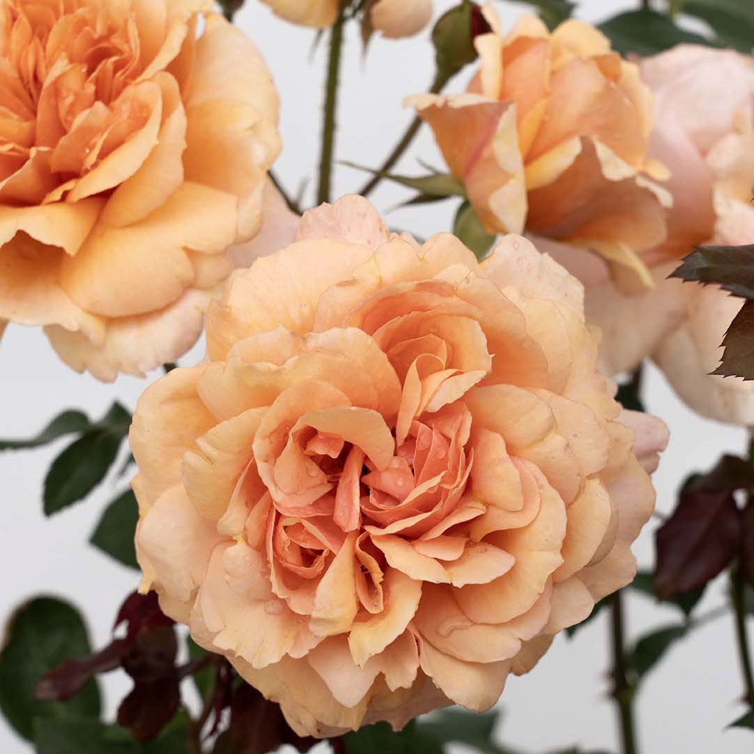 Rosa 'Sunbelt Soul Sister' SH - 3 gallon