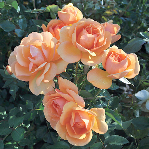 Rosa 'Sunbelt South Africa' FL - 3 gallon