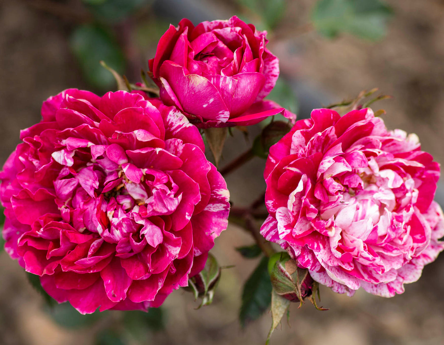 Candy Sunblaze® Miniature Rose #3