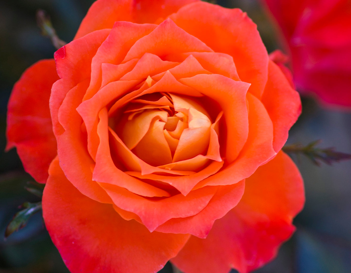 Mandarin Sunblaze® Miniature Rose #3