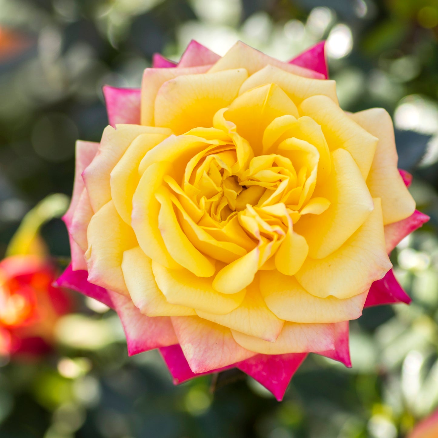 Rosa 'Rainbow Sunblaze' MN - 3 gallon