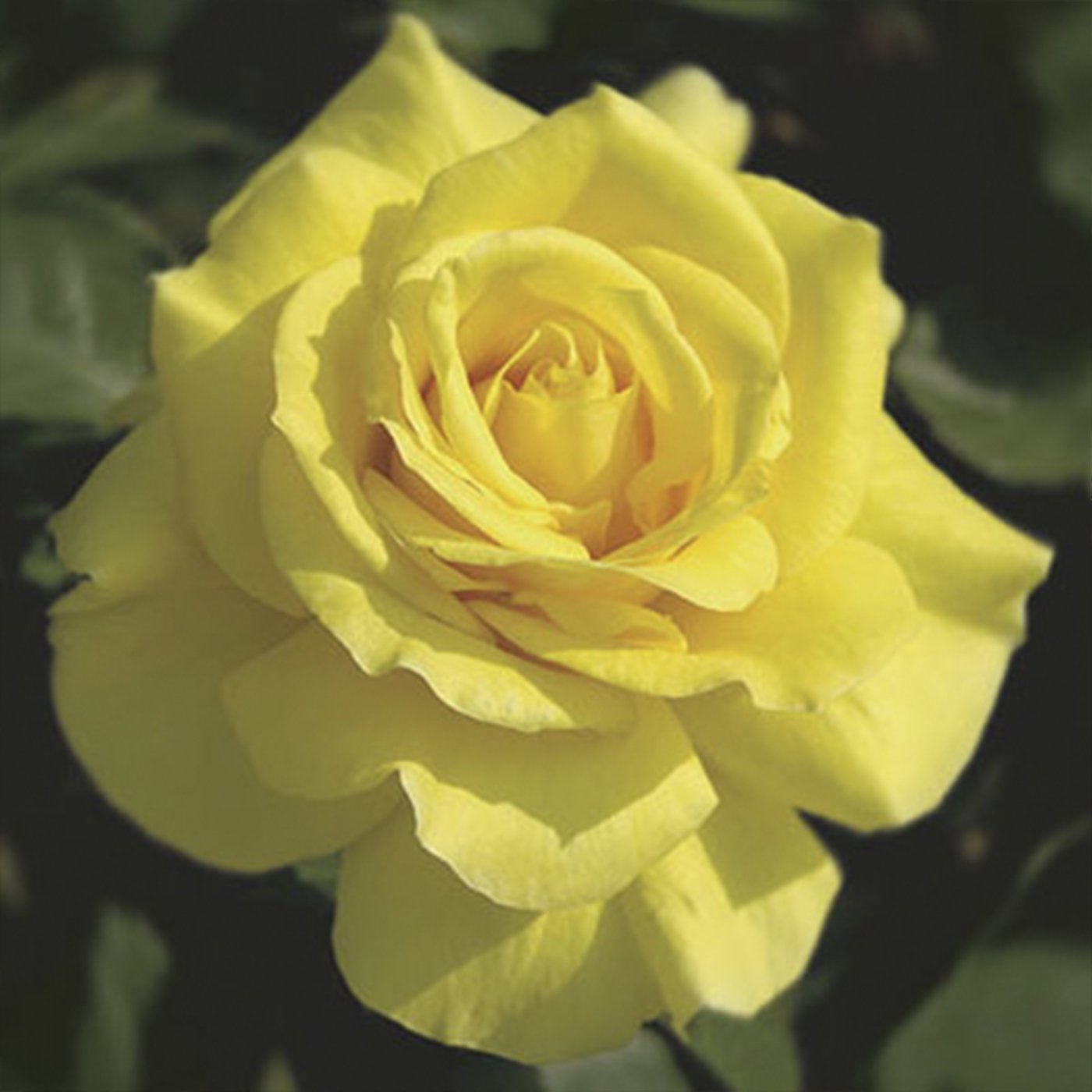 Sunsprite Floribunda Rose Patio Tree 24"