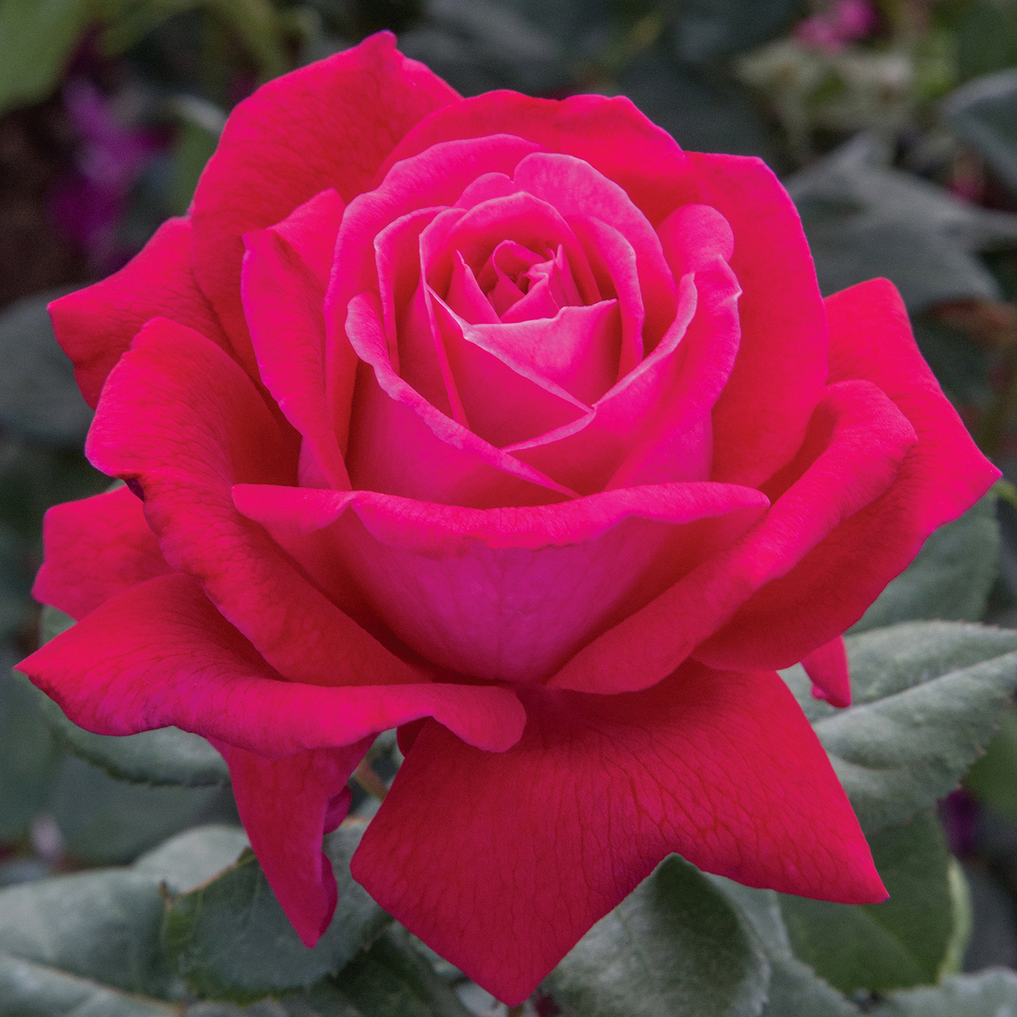 Rosa 'Sweet Spirit' GR - 3 gallon