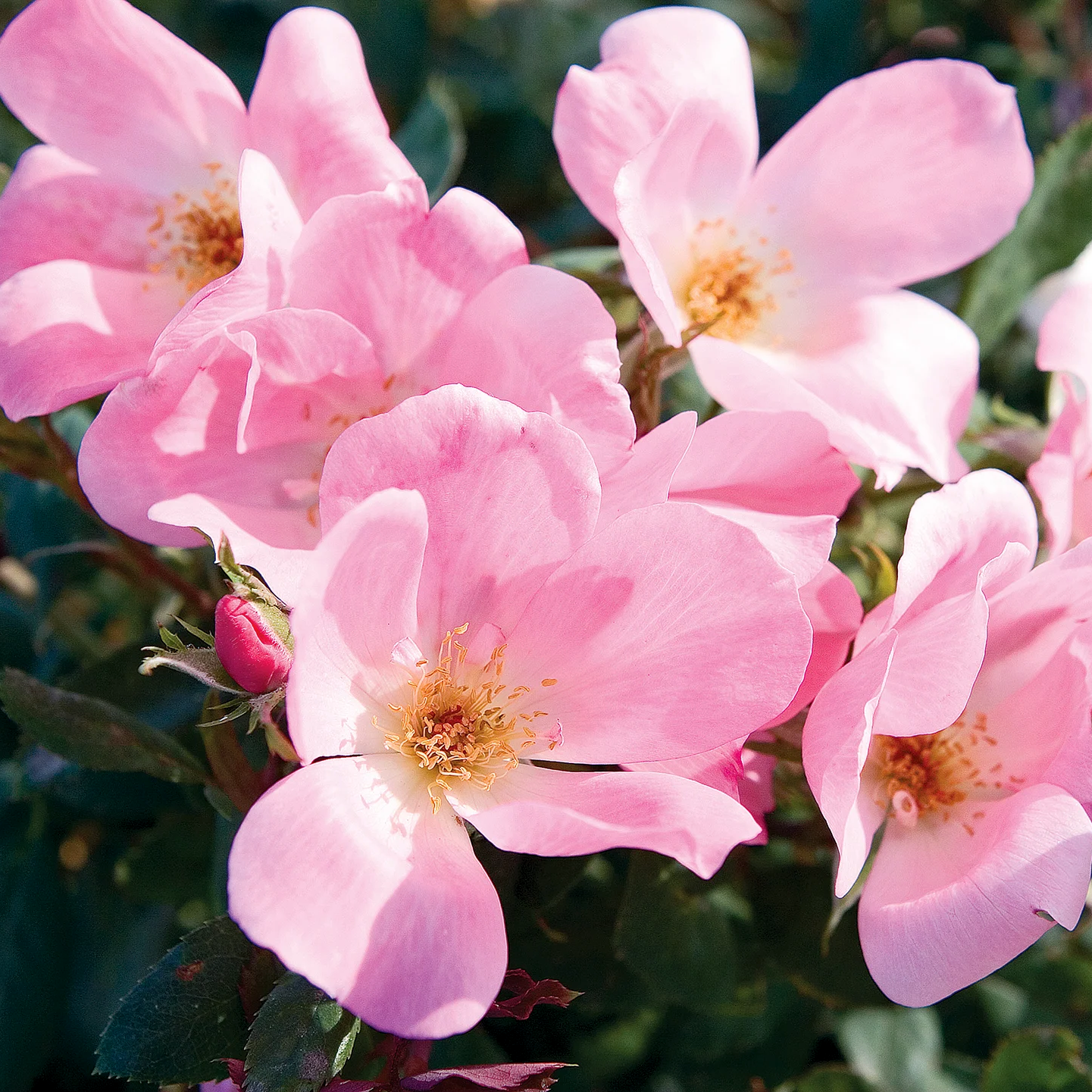 Rosa 'The Blushing Knockout' SH - 3 gallon