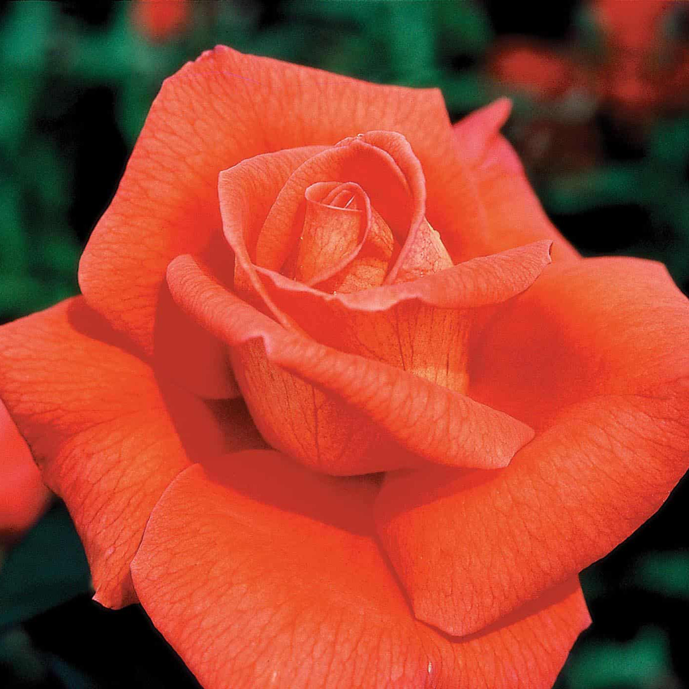 Rosa 'Voodoo' HT - 3 gallon
