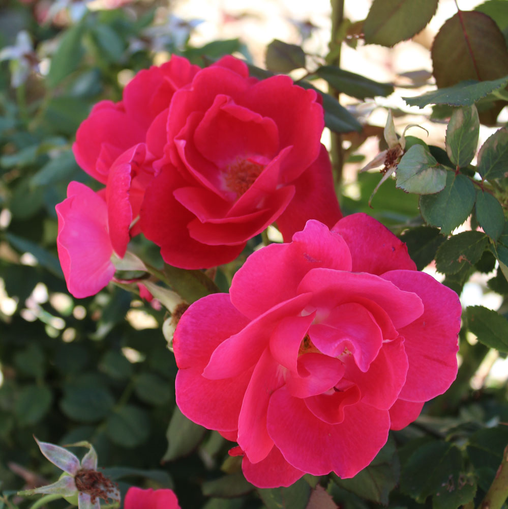 Winnipeg Parks Shrub Rose #3