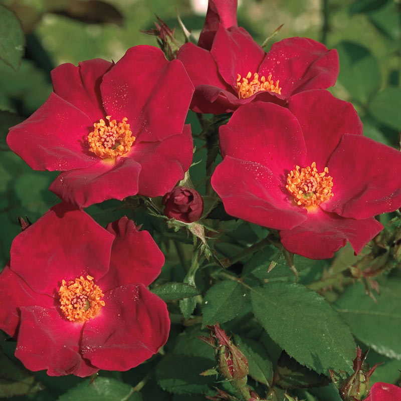 Home Run® Shrub Rose #3