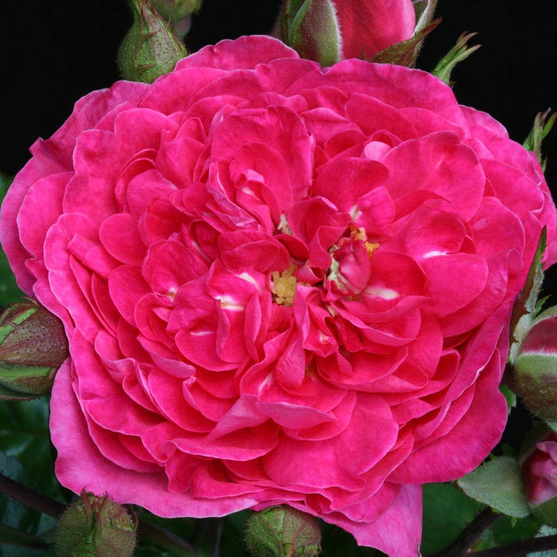Party Hardy™ Shrub Rose #3
