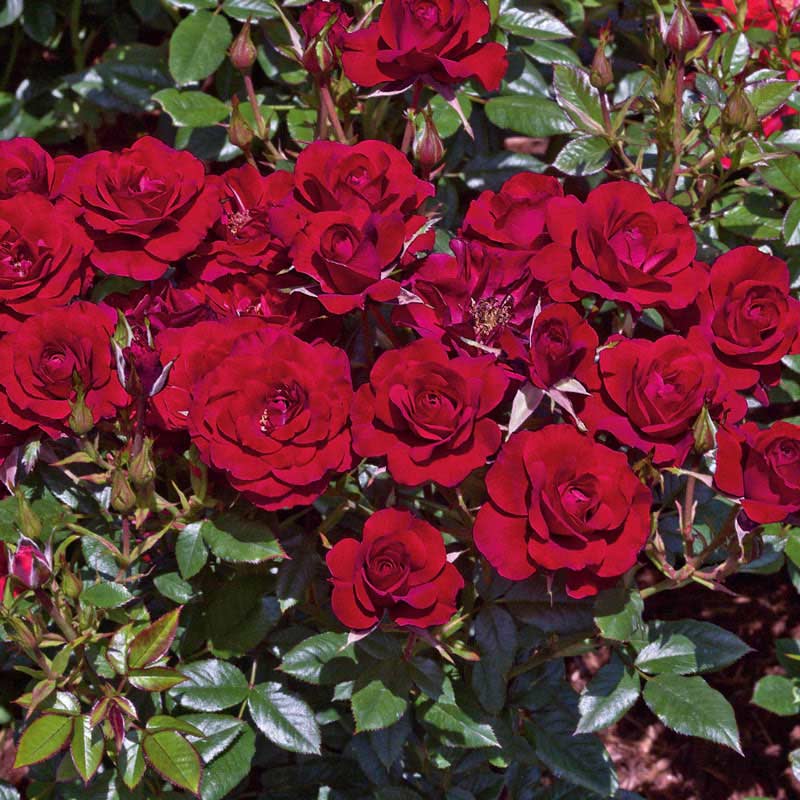 Ruby Ruby™ Miniature Rose #3