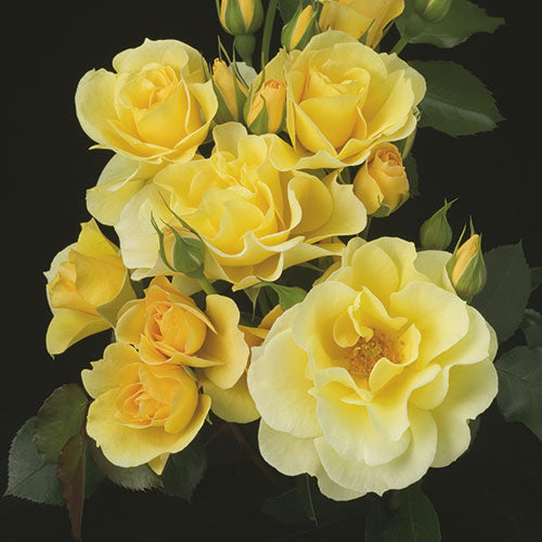 Sky's the Limit™ Climbing Rose #3