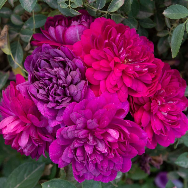 Sultry Night™ Shrub Rose #3