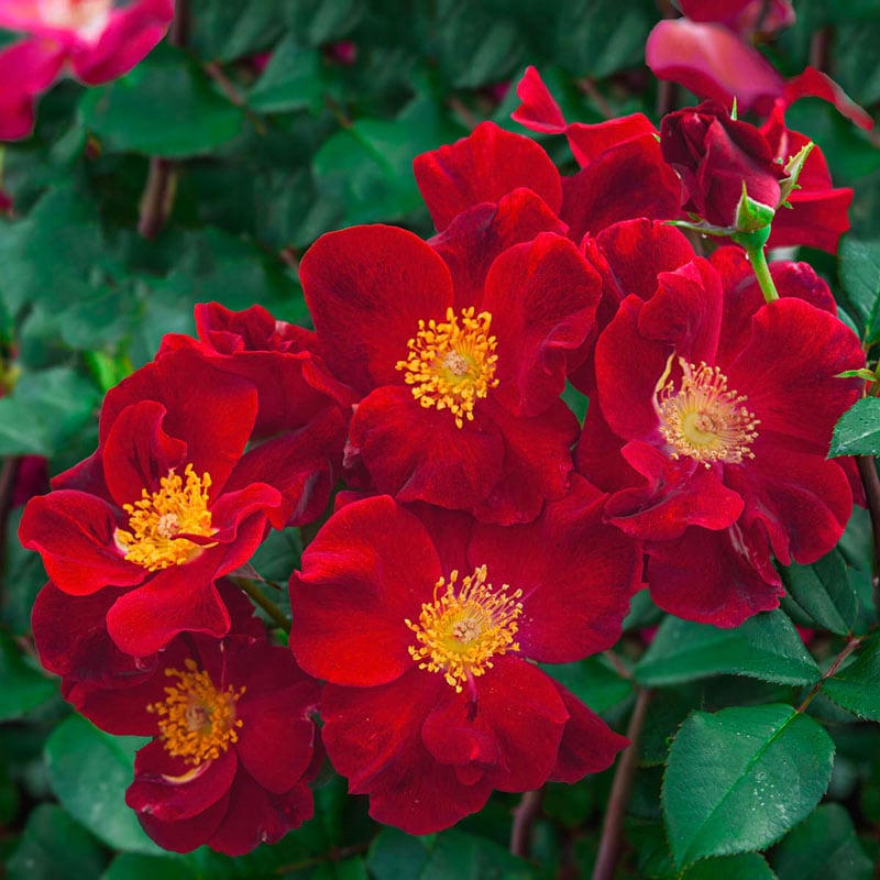 Top Gun™ Shrub Rose #3
