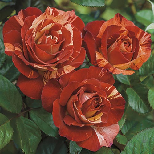 Tropical Lightning™ Climbing Rose #3