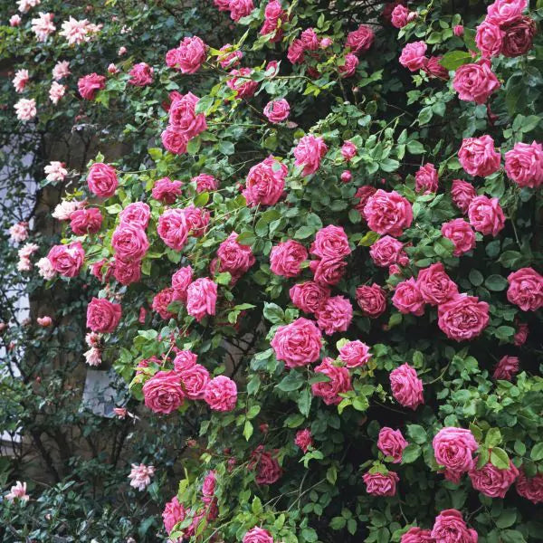 Zéphirine Drouhin Climbing Rose #3