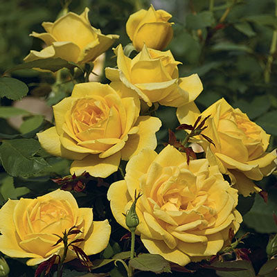 Ch-Ching!™ Grandiflora Rose #3