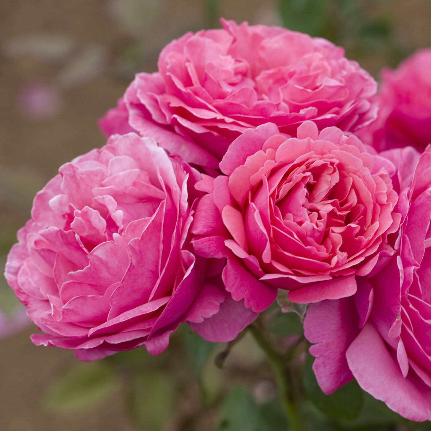 Dee-Lish® Hybrid Tea Rose #3