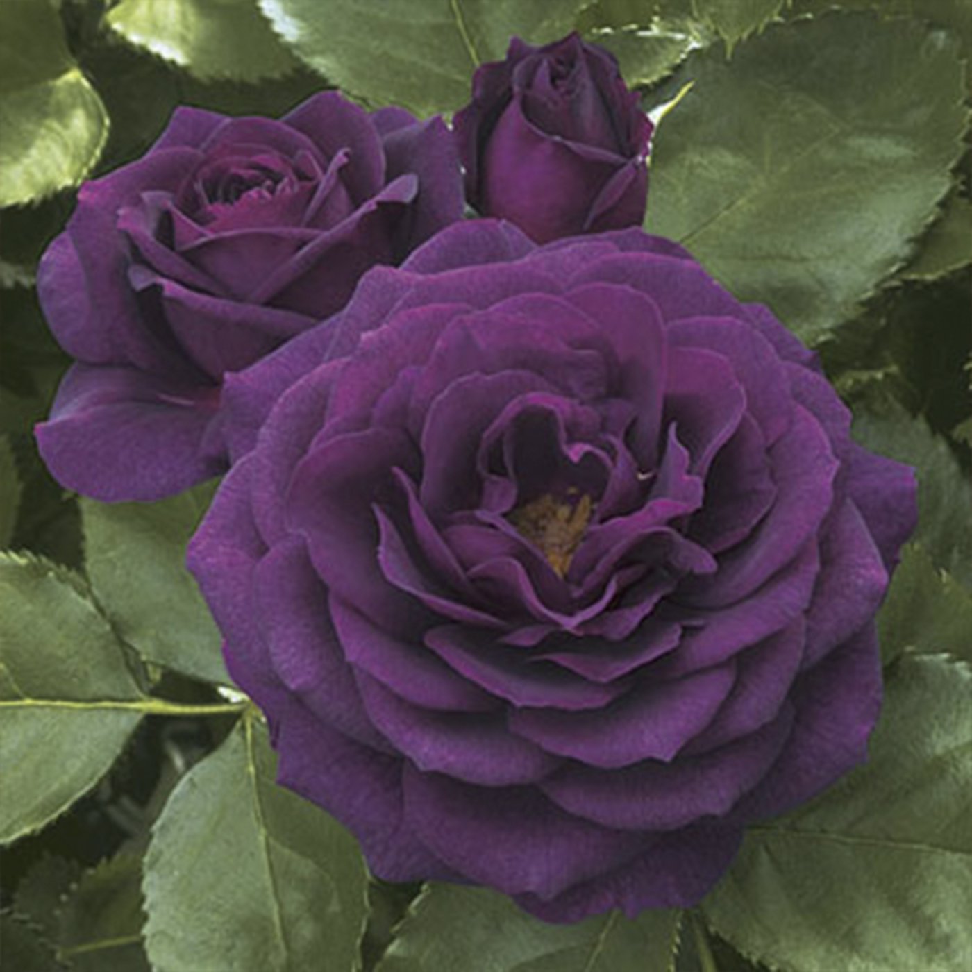 Ebb Tide™ Floribunda Rose #3