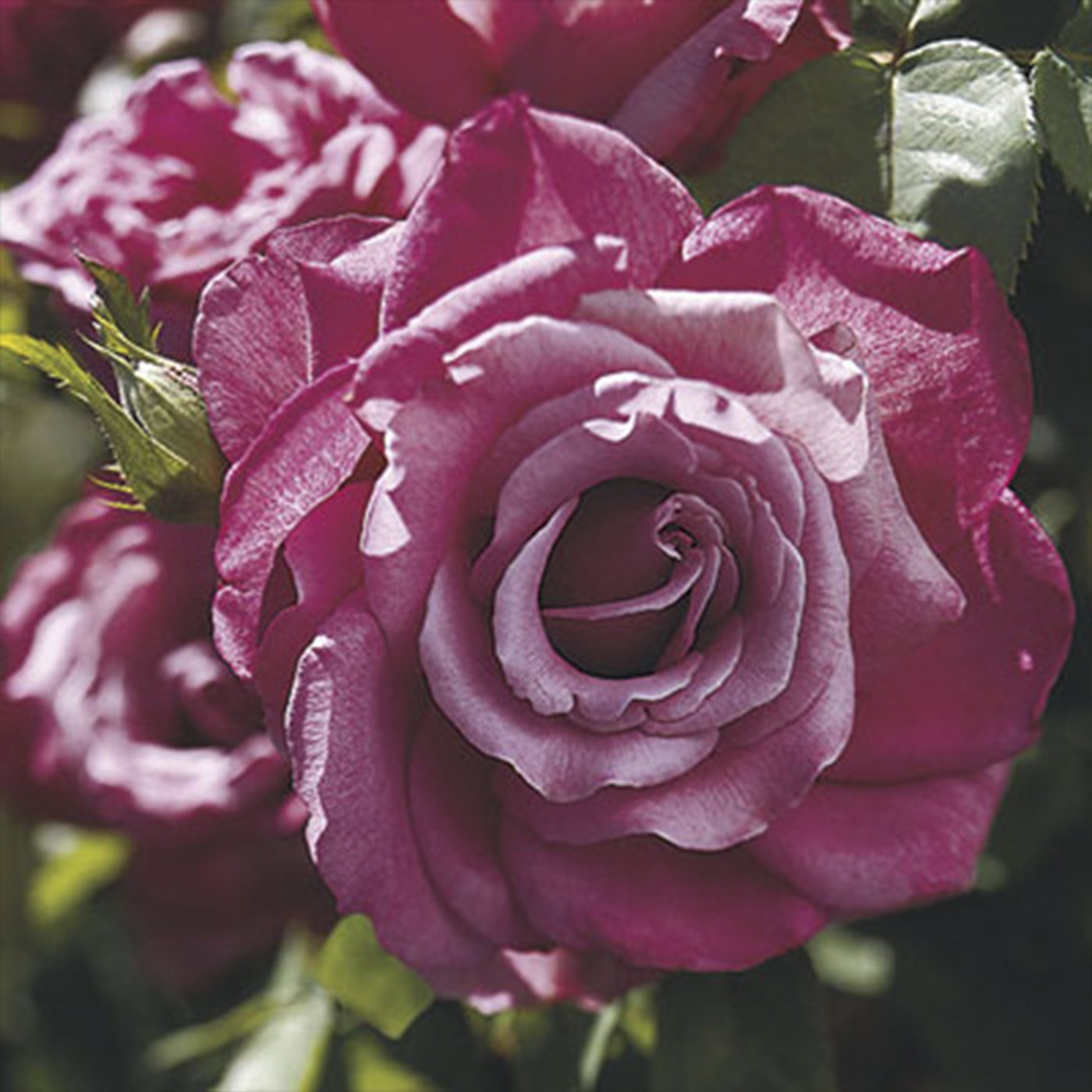 Heirloom Hybrid Tea Rose #3