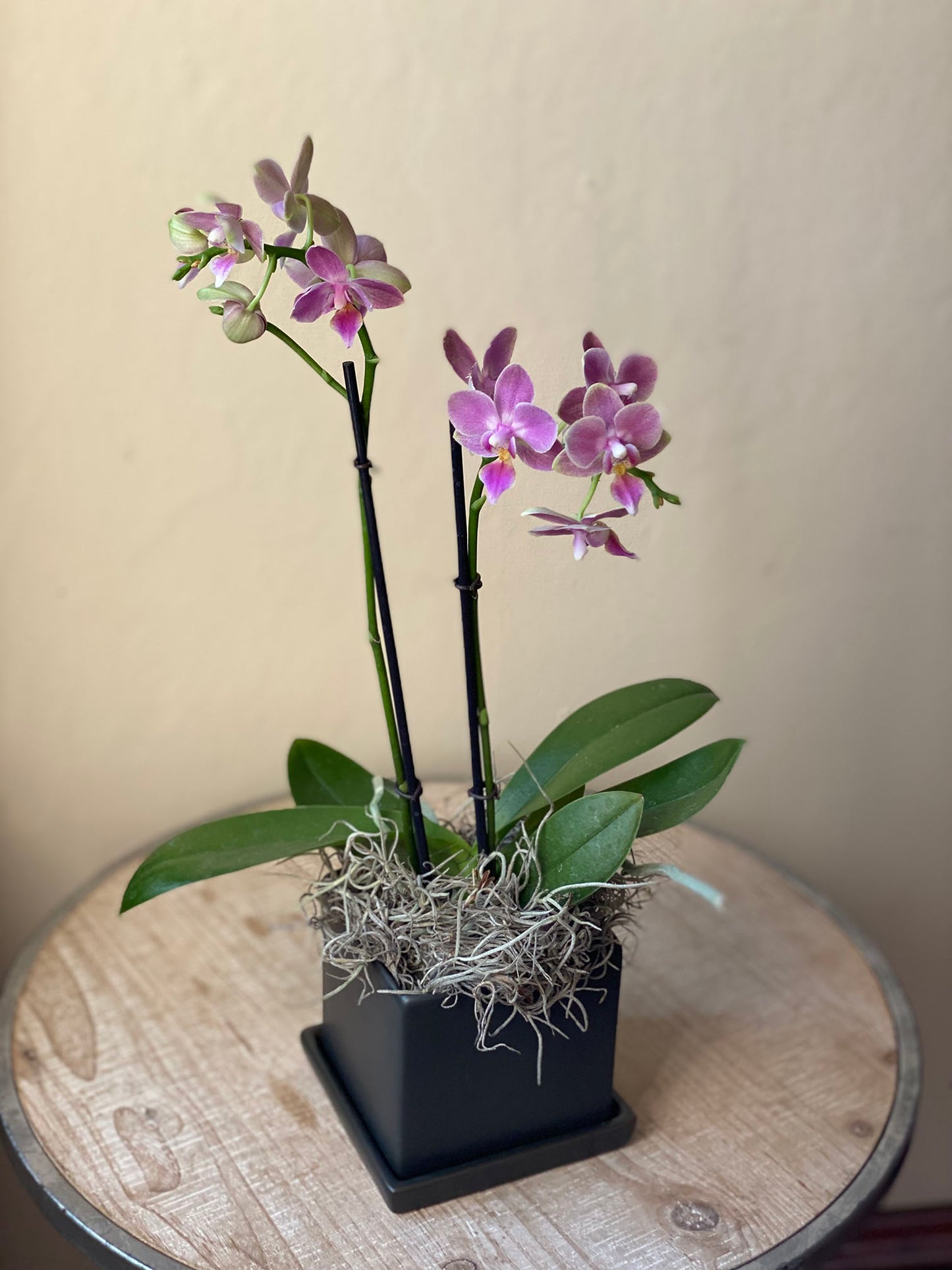 Potted Phalaenopsis Orchid