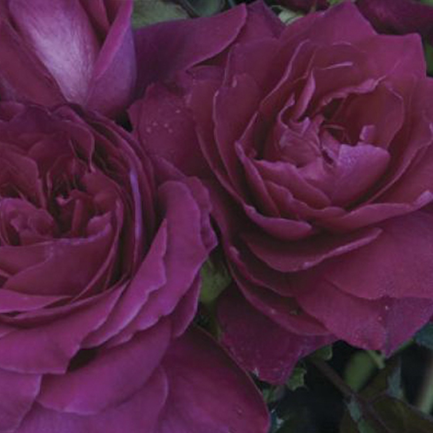Intrigue Floribunda Rose #3