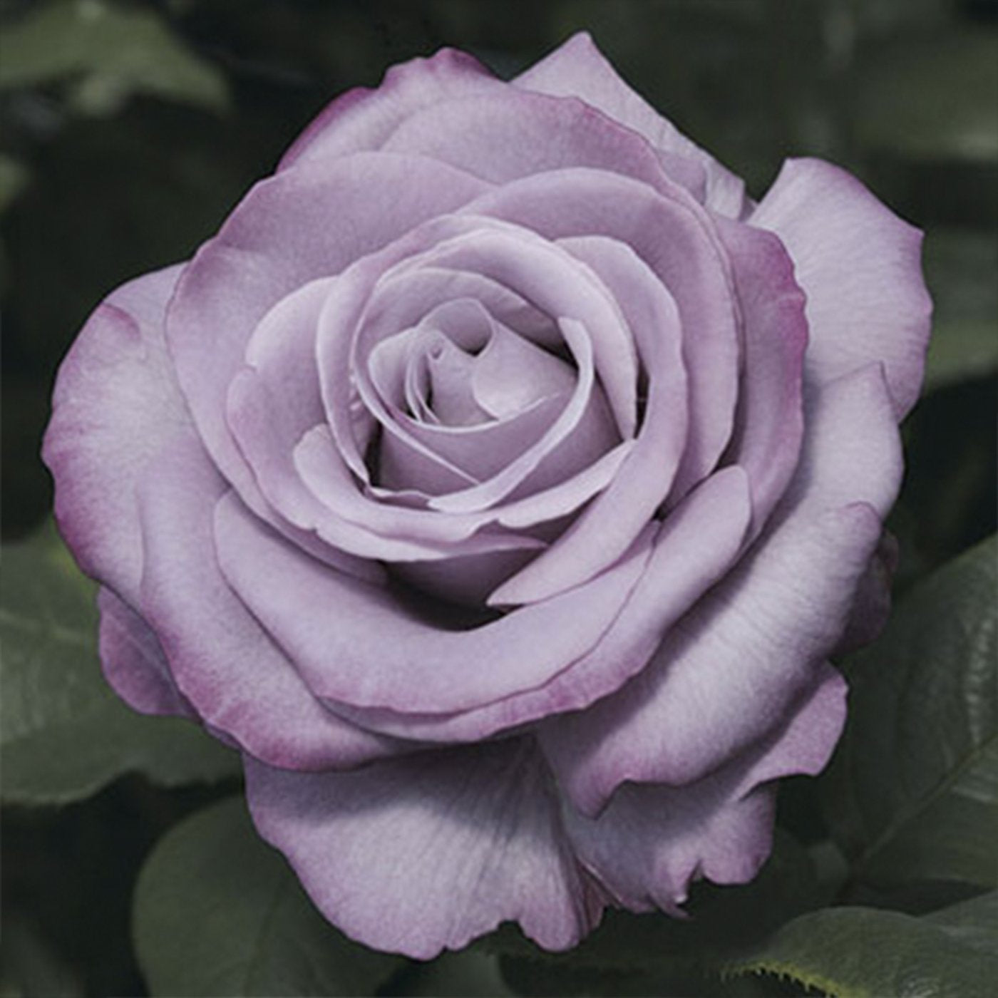 Neptune™ Hybrid Tea Rose #3