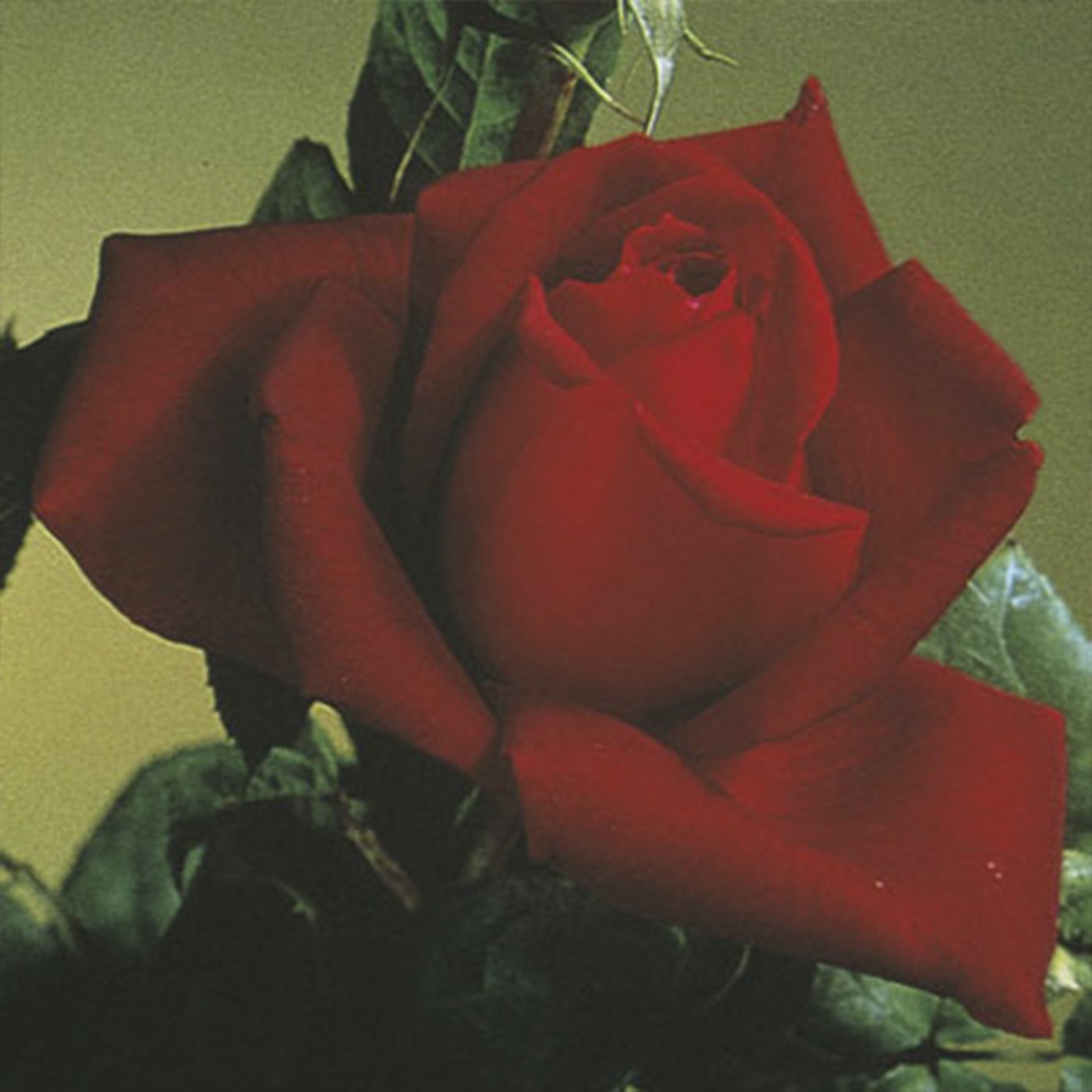 Oklahoma Hybrid Tea Rose #3