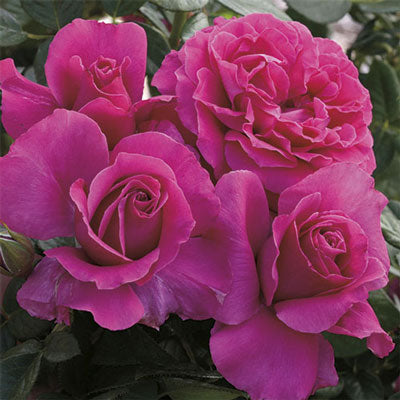 Pretty Lady Rose™ Hybrid Tea Rose #3