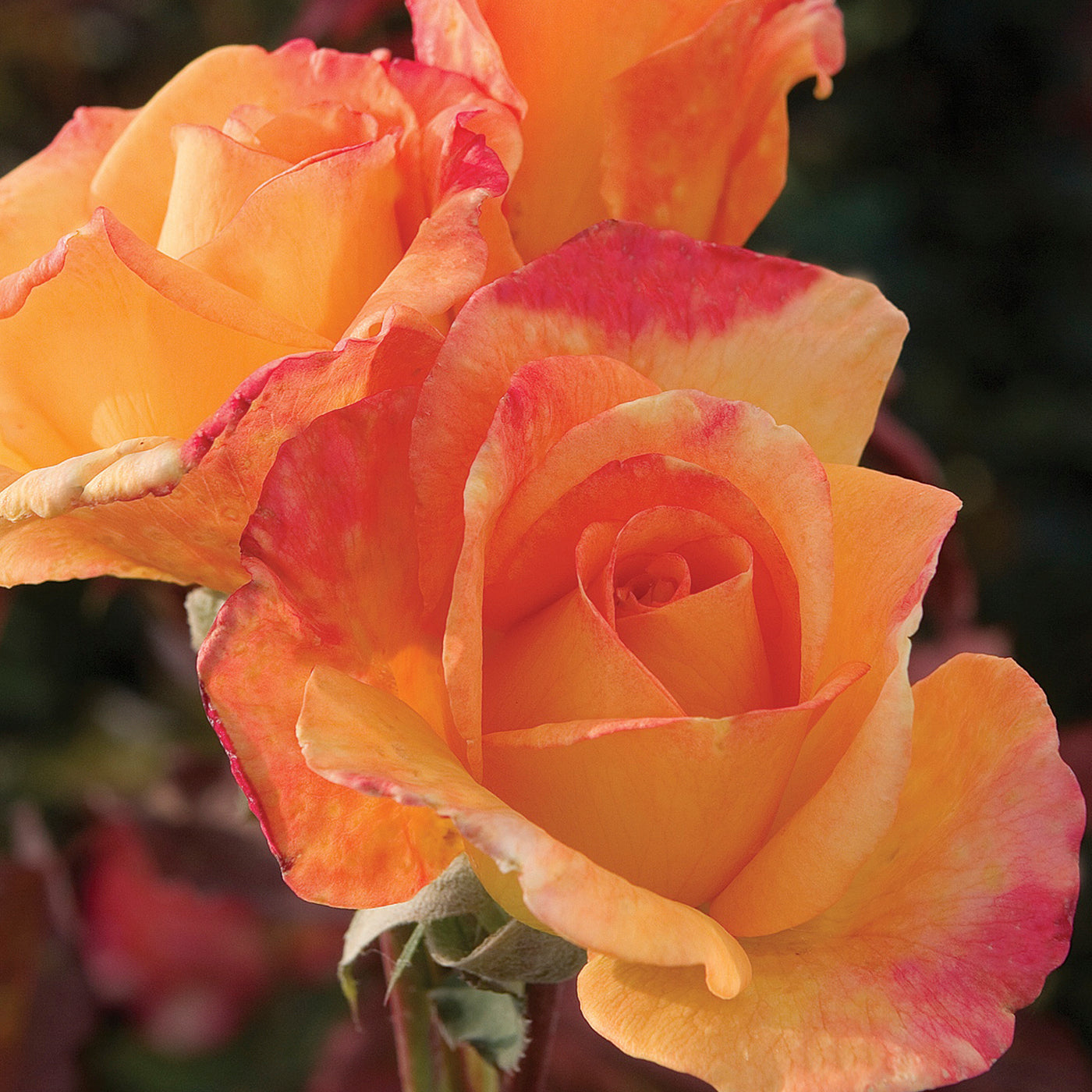 Rio Samba™ Hybrid Tea Rose #3